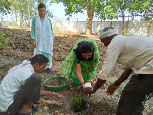 environment protection plantation - sensed ngo